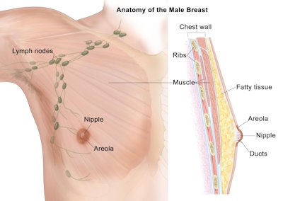 malebreast